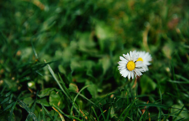 A white chamomile with a yellow center sits in the grass.