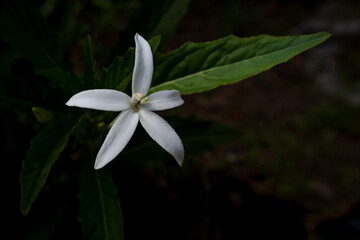 Ki Tolod or Madamfate with scientific name Hippobroma longiflora, it grows well in my backyard