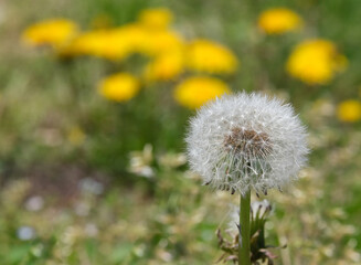 春の野原に咲くタンポポ
