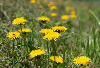 春の野原に咲くタンポポ