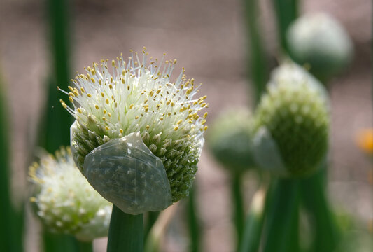 葱坊主」の写真素材 | 377件の無料イラスト画像 | Adobe Stock