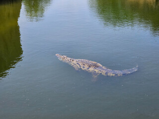 crocodile in the lake