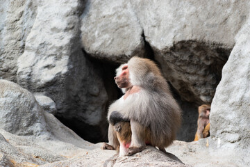 portrait of a baboon