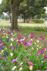 日本の横浜の山下公園の花2024