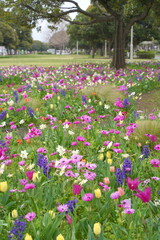 日本の横浜の山下公園の花2024