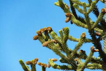 Close-up of Araucaria araucana, monkey puzzle tree, monkey tail tree, or Chilean pine in city park...