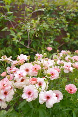 日本の横浜の山下公園の花2024