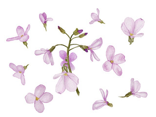 Sprig of pink spring flowers  and isolated elements of buds