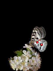 bright apollo butterfly on sakura flowers in drops of dew isolated on black. close up