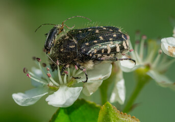 White spotted rose beetle with a second beetle crawling on his back on aronia flowers in spring. 