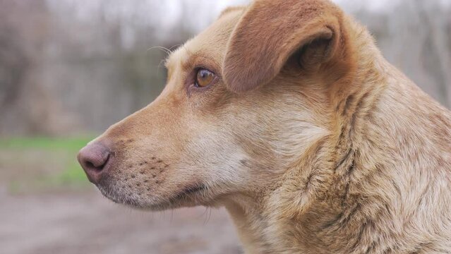 Portrait of the head of a stray dog of beige color. Close-up