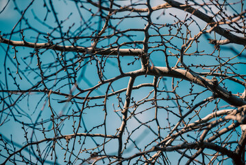 tree branch without leaves against the blue sky