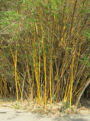 Bamboo Bliss: Serene Greenery at Sankey Tank, Bengaluru