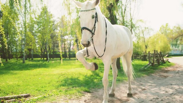 white beautiful horse beats its hoof raises sand dust, young beauty healthy mare stands on road spring fresh green grass trees spring field summer nature bright day sun light. Ranch farm animal 4k