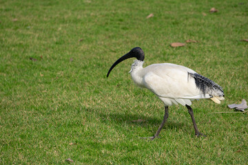 The Australian Bin Chicken the White ibis (Threskiornis molucca) is a wading bird of the ibis family, Threskiornithidae.	 - obrazy, fototapety, plakaty