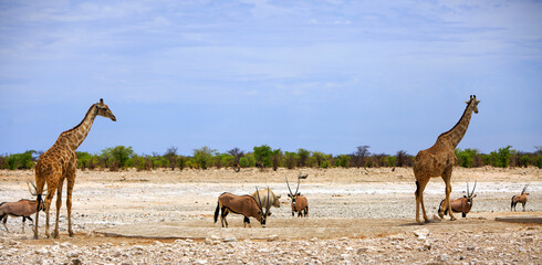 Panoramic view of the African Savannah with Two Giraffe and Gemsbok Oryx while a Rhinoceros walks away in the background