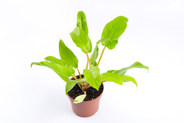 young philodendron lemon lime plant in brown plastic pot isolated on white background
