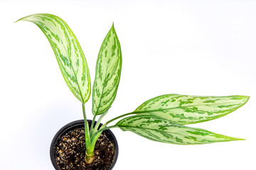 young green aglaonema plant in a black pot. isolated on white background