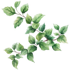 Green leaves with branch in watercolor style isolated on transparent background