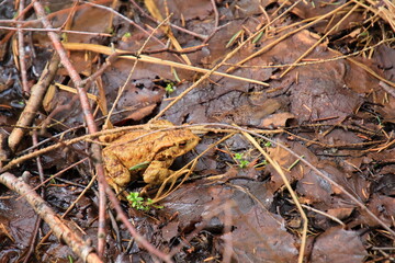 frog in water on foliage