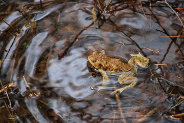 frog in water on foliage