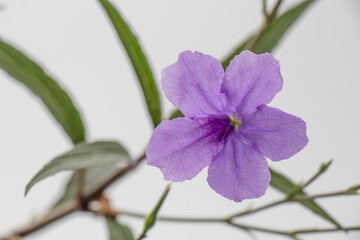 Ruellias, wild petunias is a small shrub with single, opposite leaves. The leaves are long and slender, with a pointed tip and a rounded base. The flowers come in clusters of 2-3 flowers per bouquet. 