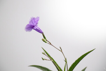 Ruellias, wild petunias is a small shrub with single, opposite leaves. The leaves are long and slender, with a pointed tip and a rounded base. The flowers come in clusters of 2-3 flowers per bouquet. 