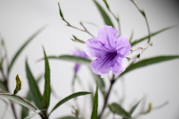 Ruellias, wild petunias is a small shrub with single, opposite leaves. The leaves are long and...