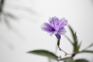 Ruellias, wild petunias is a small shrub with single, opposite leaves. The leaves are long and slender, with a pointed tip and a rounded base. The flowers come in clusters of 2-3 flowers per bouquet. 