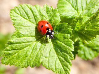 Portrait of a red ladybug walking on a green leaf of a tree. Ladybird or ladybug insect on green leaf in garden. The insect is very useful in a garden.