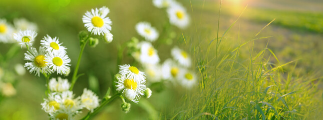Daisies, Matricaria Chamomilla in meadow, beautiful summer landscape, blossoming camellias natural panoramic background with green field, environmental protection, panorama - obrazy, fototapety, plakaty