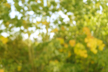Obraz na płótnie Canvas early autumn, blurred autumn yellow, orange foliage, leaves of marsh oak, Quercus palustris in garden, tree branches in background, autumn season, nature protection, weather