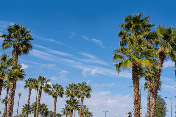 tropical tall African Sabal fan palms gracefully sways against blue sky, natural beauty tropics,...