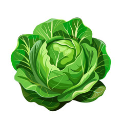 Obraz premium Cabbage with big bright green leaves. Fresh and healthy food. Vegetarian nutrition