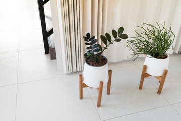 Decoration plant on white pot in minimal room.