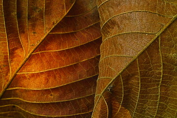 texture of leaves 