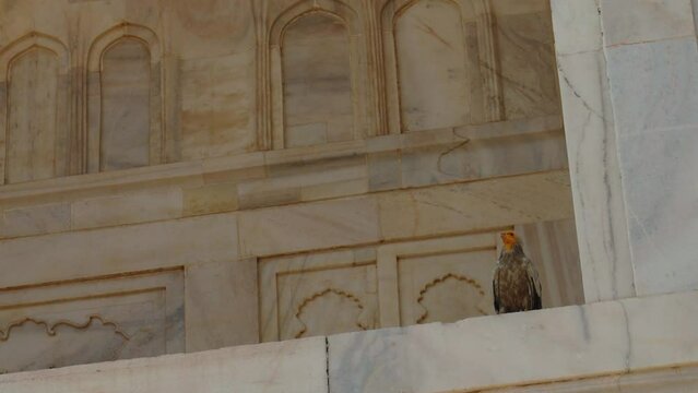 Egyptian vulture siting on Taj Mahal wall. Egyptian vulture - Neophron percnopterus -, also called the white scavenger vulture or pharaoh's chicken, is a small Old World vulture in the monotypic genus
