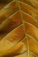 golden leaves texture