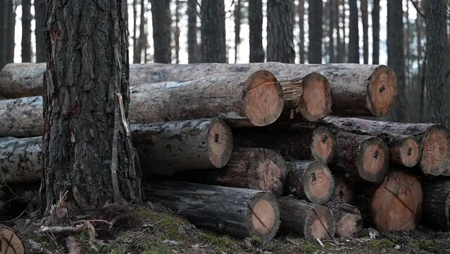 Cutting pine forest, logs in stack. Video of cut logs with chips laying in forest
