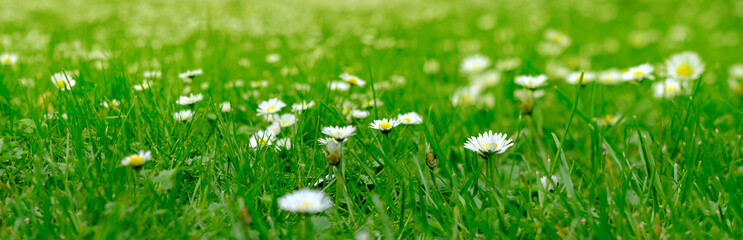 Daisies, Matricaria Chamomilla in meadow, beautiful summer landscape, blossoming camellias natural...