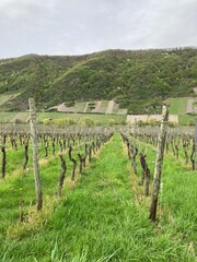 Fototapeta na wymiar Vignes au printemps dans la vallée de la Moselle en Allemagne - Europe