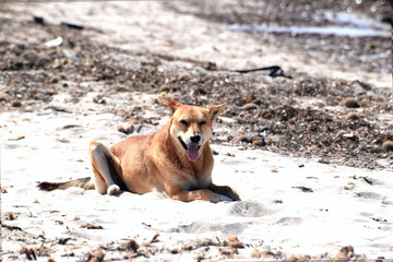 Duży rudy pies odpoczywający na plaży - obrazy, fototapety, plakaty
