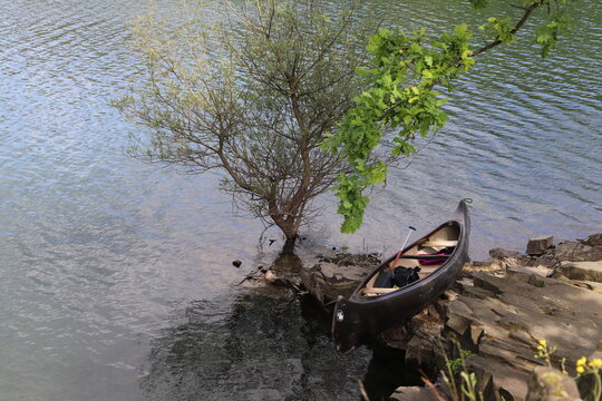 Boat near a tree that sprouts near the river. 