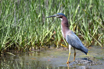 A close-up shot of a blue heron standing on the shallow waters of the marsh, looking for food.