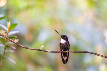 Fototapeta premium Black bird from Ecuador. Collared Inca, Coeligena torquata, dark green black and white hummingbird in Colombia. Wildlife scene with bird.