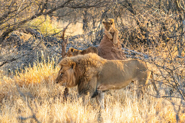 Lion (Panthera leo), adult, male, stalking, vigilant, Sabi Sand Game Reserve, Kruger National Park,South Africa, Africa