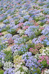 日本の横浜の春のイベント花壇