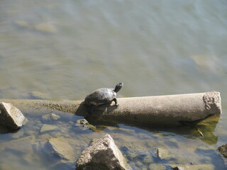 Red-Eared Slider Turtle Resting at Sankey Tank, Bengaluru 