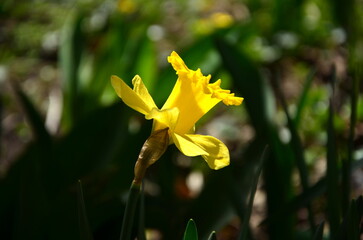 side view of narcissus flower close up