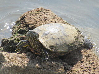 Bengaluru's Aquatic Beauty: Red-Eared Slider Turtle in Sankey Tank